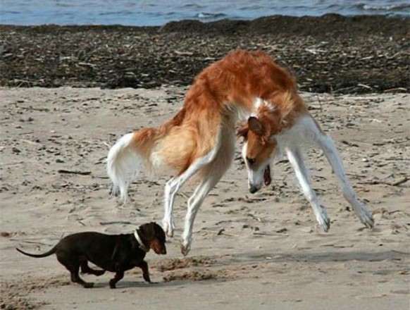 cute news tier hunde

https://ch.pinterest.com/pin/914862420491255/