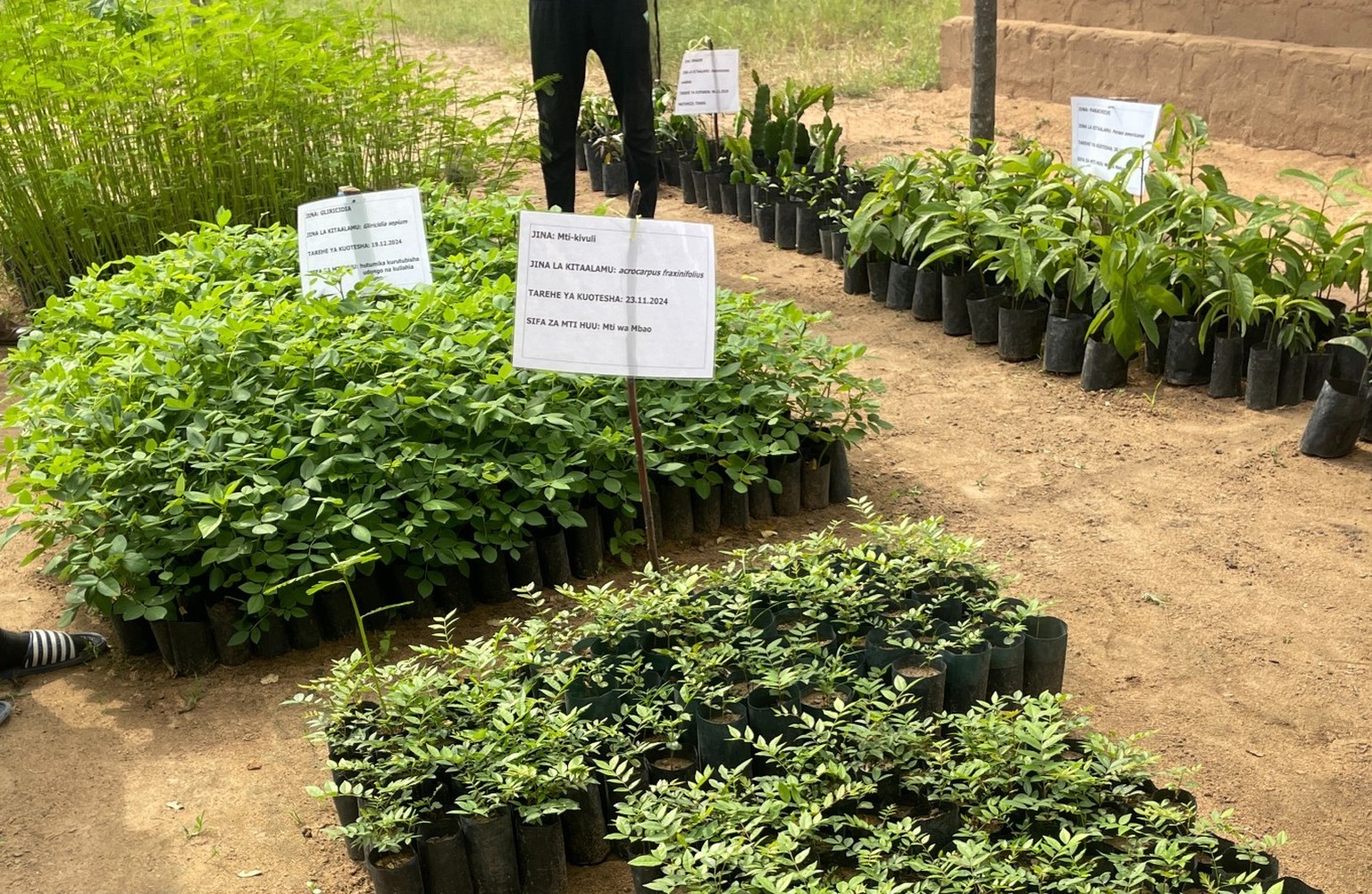 Dans sa pépinière, Regina cultive des plants pour la vente.