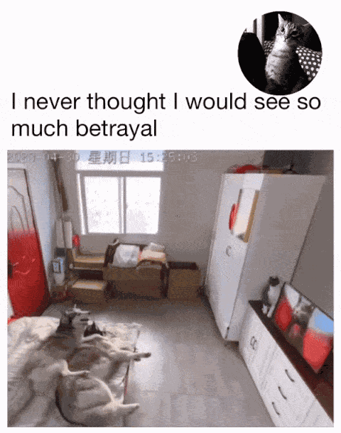GIF animé
