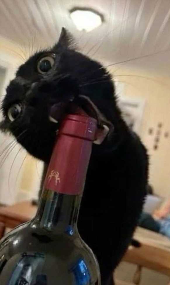 cute news tier katze

https://ch.pinterest.com/pin/1121888957208686344/