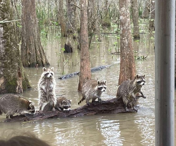 cute news tier waschbär raccoon

https://www.reddit.com/r/Raccoons/comments/10rzc2k/a_family_of_louisiana_trash_pandas/