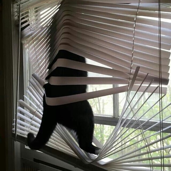 Katzen, die Storen zerstören: Die lustigsten Fails der Woche