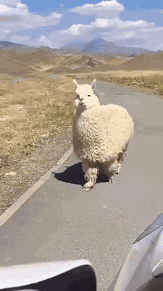 GIF animé