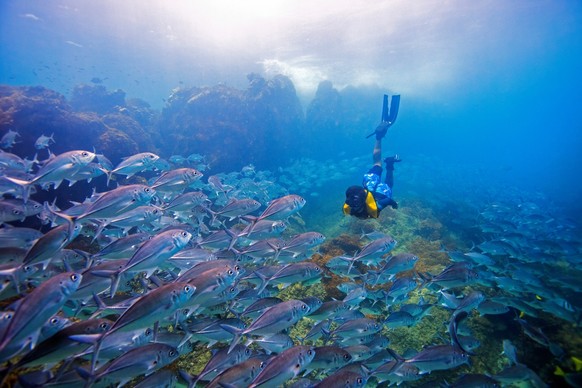 Explorer les mystères de l’océan.