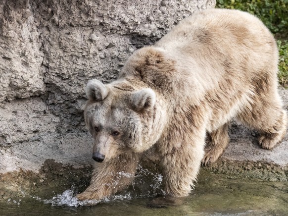 Très âgée, l'ourse Laila constituait une cible «naturelle» pour le mâle Takis, afin de faire place aux jeunes parmi leurs congénères. C'est pourquoi ils vivaient dans deux enclos séparés.