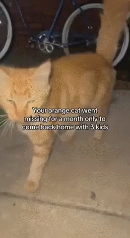 GIF animé