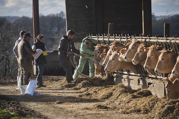epa12599112 Veterinarian Stephane Tisserand injects a vaccine into a cow during the launch of a vaccination campaign against contagious nodular dermatitis (lumpy skin disease) at a cattle farm in Riup ...