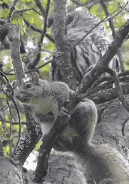 GIF animé