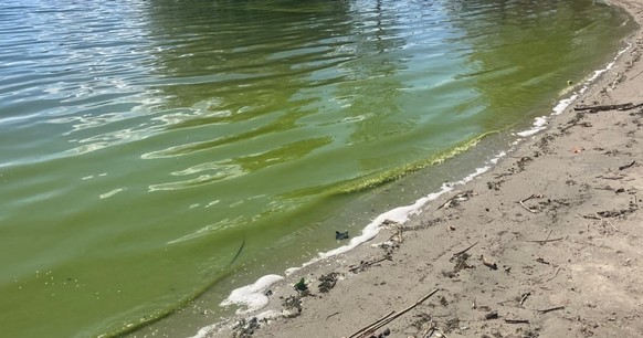 Algues bleues du lac de Lugano le 5 septembre 2025.