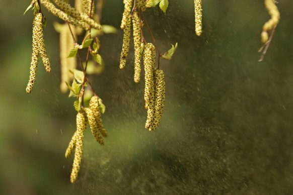 Le pollen de bouleau tourmente particulièrement les personnes allergiques.