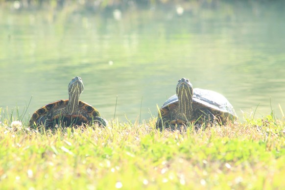 cute news tier schildkröte

https://www.reddit.com/r/Animals/comments/112nqgm/shell_of_a_day/