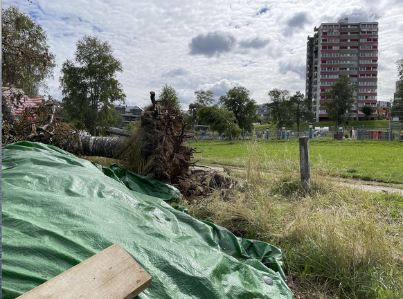 arbres déracinés au parc des Crêtes, La Chaux-de-Fonds