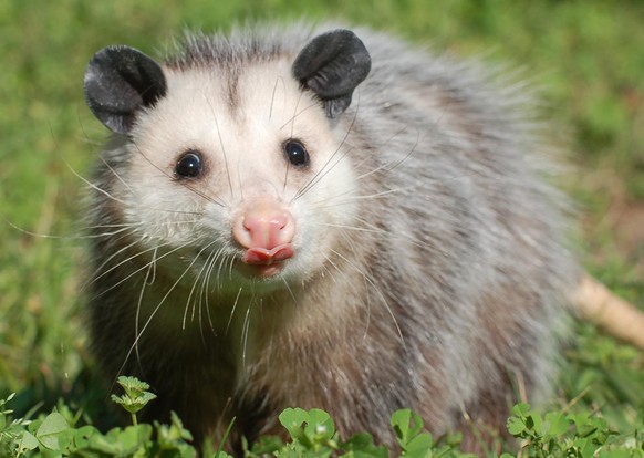 cute news tier possum

https://www.reddit.com/r/Awwducational/comments/1fzru3h/due_to_a_neutralizing_factor_in_their_blood_the/