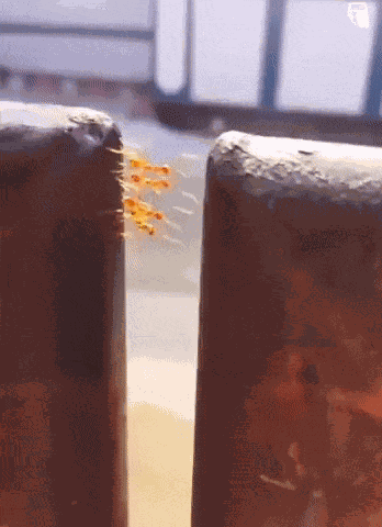 GIF animé