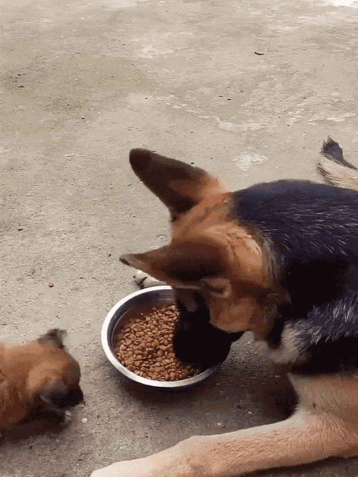 GIF animé