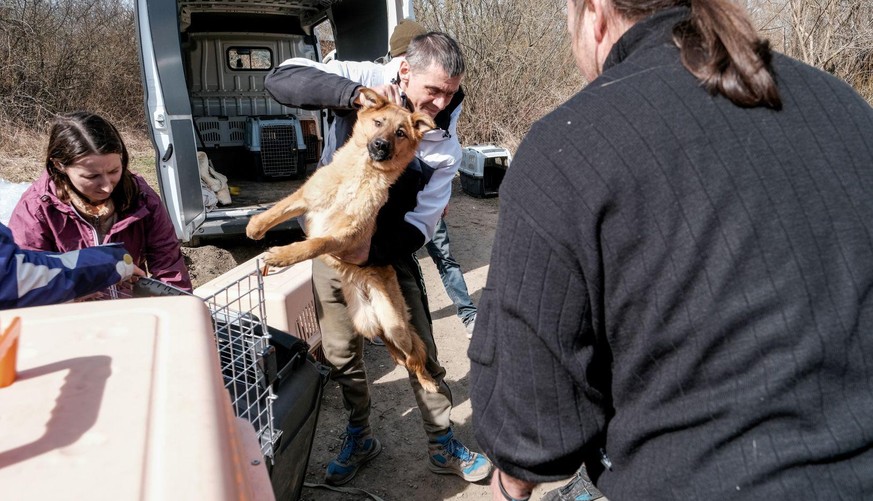 Des membres de l'ONG PETA se sont rendus sur place pour récupérer les animaux de compagnie abandonnés en Ukraine.
