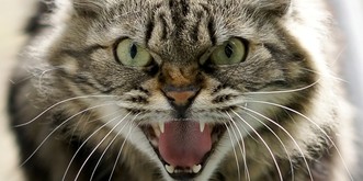 Pourquoi les chats sont une des espèces «les plus problématiques au monde»