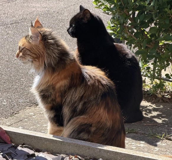 Katzen