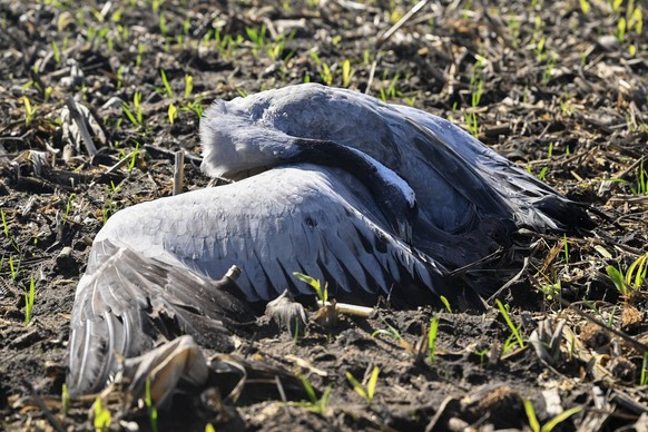 This photograph shows a dead common crane infected with avian flu in a cornfield, near Arjuzanx, south-western France on October 30, 2025. The recent detection of highly pathogenic avian influenza (HP ...