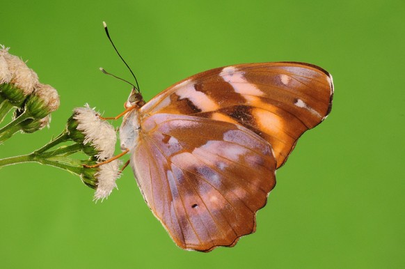 BUTTERFLY ON STEMS. Herona marathus, The underside of wings are brown.
