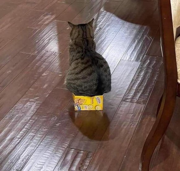 cute news tier katze

https://www.reddit.com/r/IfIFitsISits/comments/1qsz1g7/if_it_sort_of_fits_im_definitely_sitting_in_it/