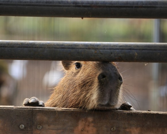 cute news tier capybara

https://www.reddit.com/r/capybara/comments/125lsfp/hiya_georgie_wanna_play_we_all_pull_up_down_here/