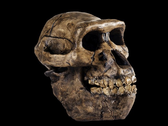 L'Homme de Néandertal a vécu en Europe, au Moyen-Orient et en Asie centrale, jusqu'à environ 30 000 ans avant notre ère.