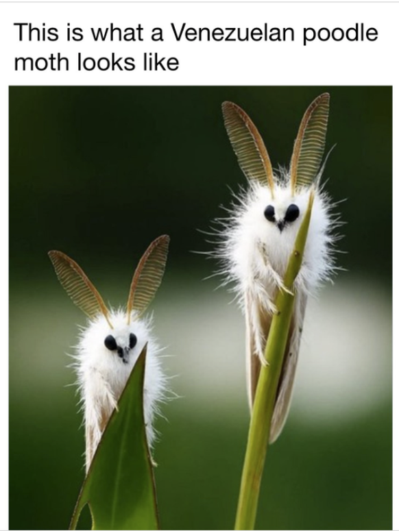 Pudelmotte für Cute News