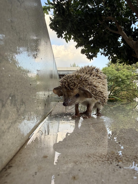 cute news igel

https://www.reddit.com/r/pics/comments/1vw34do/i_found_a_hedgehog_in_my_backyard/