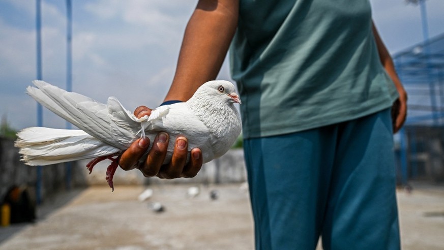 L'étrange bataille des pigeons entre l'Inde et le Pakistan