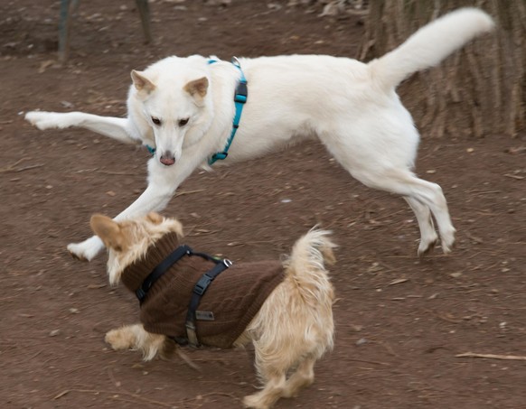 Des chiens jouant ensemble. © FOUR PAWS | Tibor Rauch