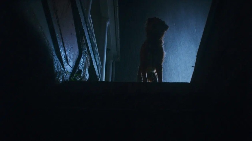 Ne sois pas idiote comme les humains dans les films d'horreur Indy, ne va pas à la cave.