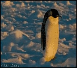 GIF animé