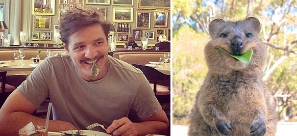 PEDRO PASCAL ALS QUOKKA

https://twitter.com/Pandamoanimum/status/1687031904015458304