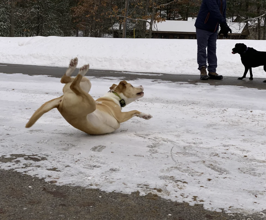 Die lustigsten Fails der Woche: Hund