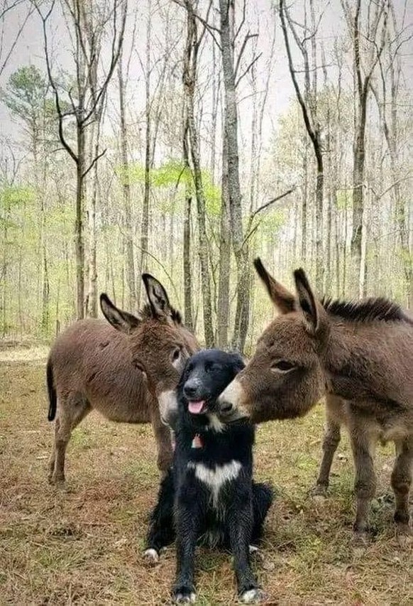 cute news tier hund esel

https://ch.pinterest.com/pin/1121888957176829551/
