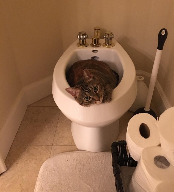 cute news tier katze

https://www.reddit.com/r/Catswithjobs/comments/1hgu7zx/plumber/