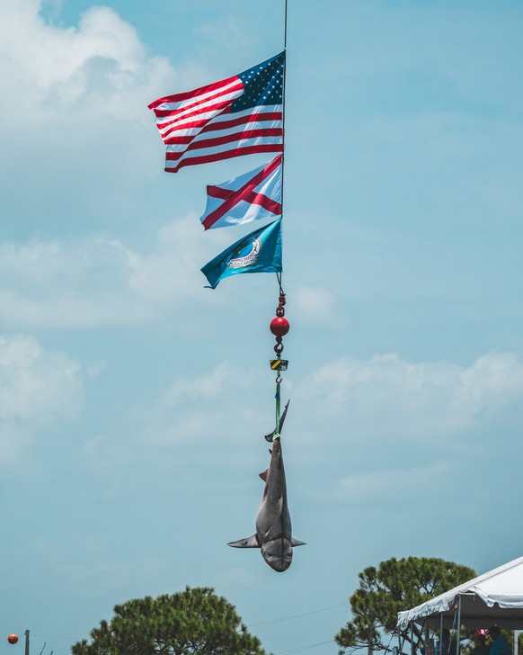 Un requin tué en juillet 2026 lors du Deep Sea Fishing Rodeo à Dauphin Island, en Alabama, dans le sud des Etats-Unis.