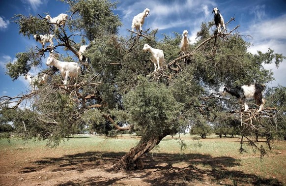 cute news tier ziegen

https://www.reddit.com/r/NatureIsFuckingLit/comments/1f796ok/argan_tree_climbing_goats_of_morocco/