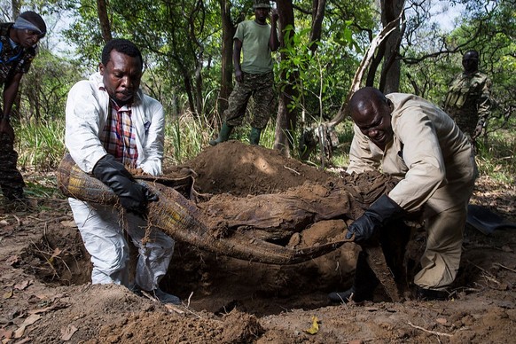 DJEMA REGION, CENTRAL AFRICAN REPUBLIC - MARCH 20: Ugandan troops in Central African Republic exhume the remains of top Lord&#039;s Resistance Army commander Okot Odhiambo on March 20, 2015, in the Dj ...