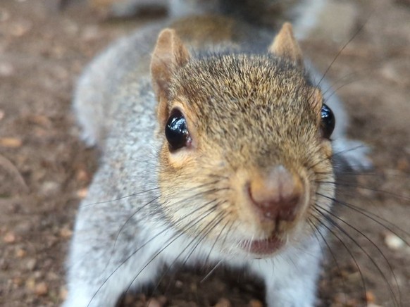 cute news tier eichhörnchen squirrel

https://www.reddit.com/r/squirrels/comments/125y9qo/close_up/