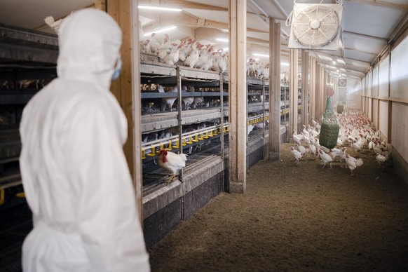 Werner Widmer, Amtlicher Tierarzt Kanton Aargau, betrachtet mit einem Schutzanzug einen Huehnerstall, am Donnerstag, 9. Dezember 2021 in Wegenstetten. Nach Ausbruch einer hochansteckenden Variante der ...