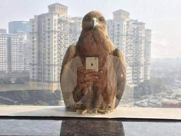 Optische Täuschung: Adler mit Handy