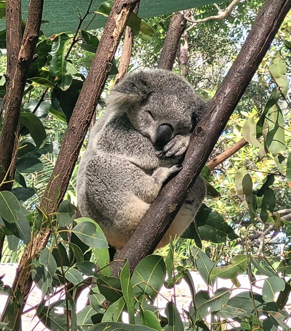cute news tier koala

https://www.reddit.com/r/aww/comments/13deu7p/saw_my_first_koala_in_australia_today_my_heart_is/