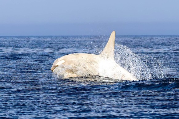 Rare albino killer whale spotted in sea Story from Jam Press White Killer Whale Pictured: The rare albino killer whale swimming in a pod with other normal black and white orcas. Rare albino killer wha ...