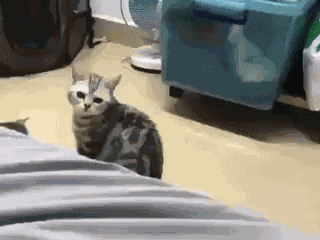 GIF animé