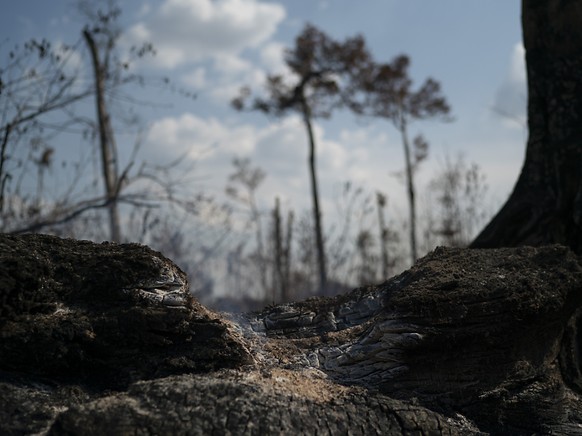 Depuis l&#039;arriv�e au pouvoir du populiste Jair Bolsonaro, en janvier 2019, la d�forestation moyenne annuelle en Amazonie au Br�sil a augment� de 75% par rapport � la d�cennie pr�c�dente.