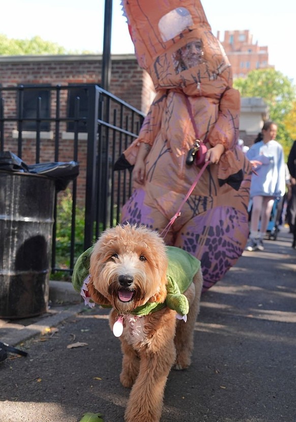 NEW YORK, UNITED STATES - OCTOBER 19: Dog owners in New York City are participating in the Tompkins Square Halloween Dog Parade, dressing their furry friends in colorful costumes on Sunday, October 19 ...