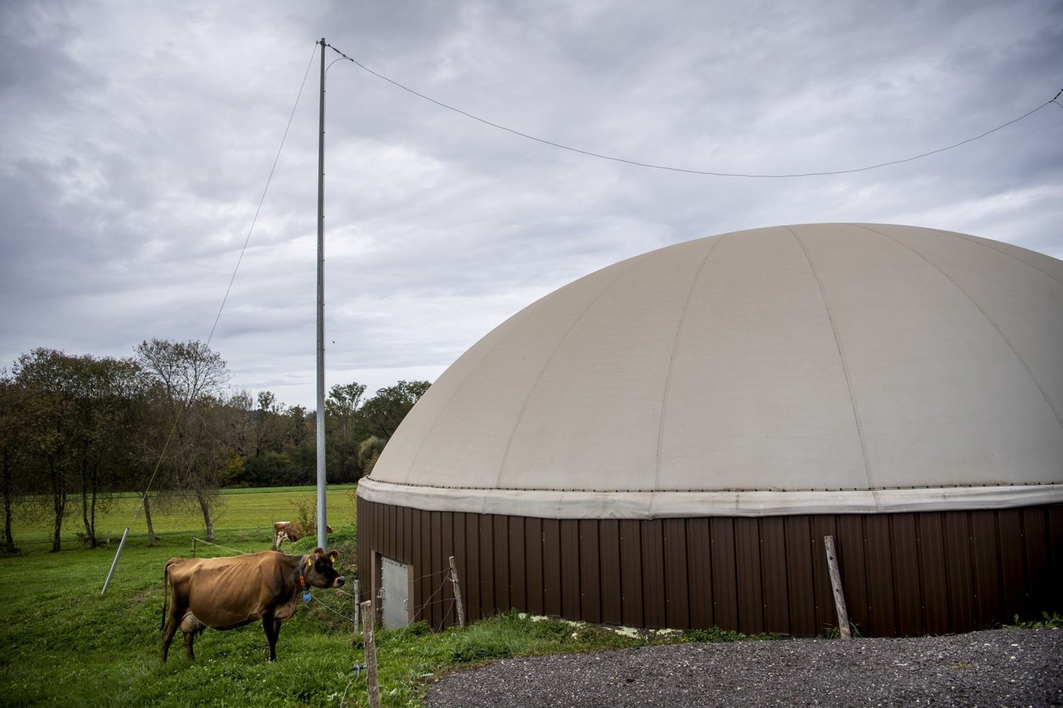 Une vache à côté de l'une des installations de production de biogaz à Palezieux-Village (VD).