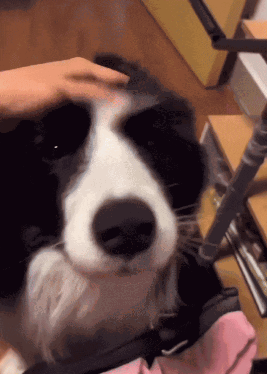 GIF animé